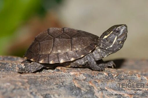 Gewöhnliche Moschusschildkröte, Sternotherus Odoratus ENZ -Aquatlantis Verkauf Sternotherus odoratus Moschusschildkroete 2