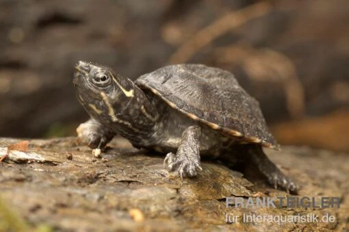 Gewöhnliche Moschusschildkröte, Sternotherus Odoratus ENZ -Aquatlantis Verkauf Sternotherus odoratus Moschusschildkroete