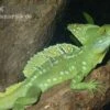 Stirnlappenbasilisk, Basiliscus Plumifrons -Aquatlantis Verkauf Stirnlappenbasilisk Basiliscus plumifrons 1