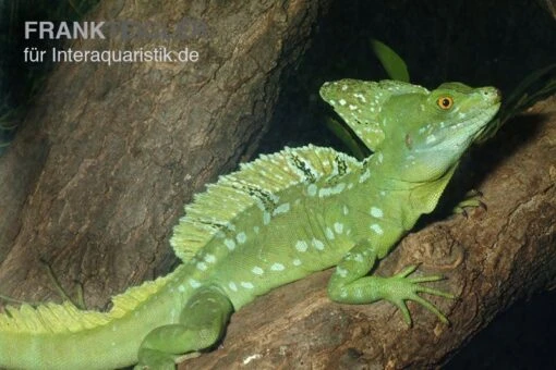 Stirnlappenbasilisk, Basiliscus Plumifrons -Aquatlantis Verkauf Stirnlappenbasilisk Basiliscus plumifrons 1