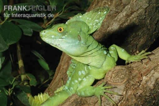 Stirnlappenbasilisk, Basiliscus Plumifrons -Aquatlantis Verkauf Stirnlappenbasilisk Basiliscus plumifrons 2