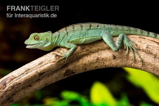 Stirnlappenbasilisk, Basiliscus Plumifrons -Aquatlantis Verkauf Stirnlappenbasilisk Basiliscus plumifrons 3