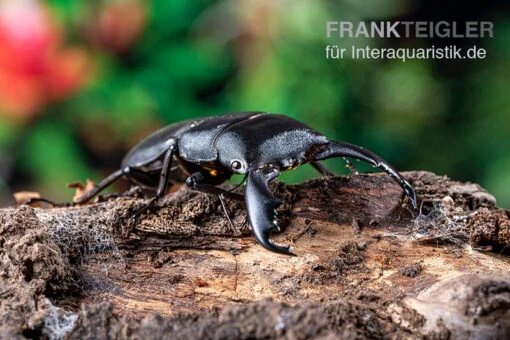 Sumatra-Panzerkopfkäfer, Dorcus Titanus Sumatra -Aquatlantis Verkauf Sumatra Panzerkopfkaefer Dorcus titanus sumatra 1