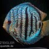 Diskusfisch ASIA-NZ, Symphysodon Discus Red Spotted Green -Aquatlantis Verkauf Symphysodon aequifasciatus Red Spotted Green 4