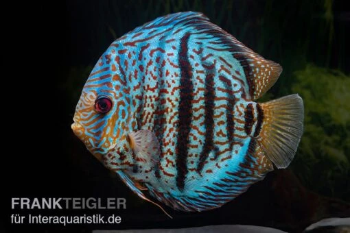 Diskusfisch ASIA-NZ, Symphysodon Discus Red Spotted Green -Aquatlantis Verkauf Symphysodon aequifasciatus Red Spotted Green 4