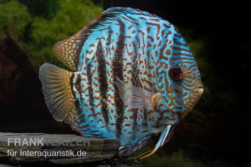 Diskusfisch ASIA-NZ, Symphysodon Discus Red Spotted Green -Aquatlantis Verkauf Symphysodon aequifasciatus Red Spotted Green