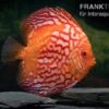 Diskusfisch ASIA-NZ, Symphysodon Discus Red Stone (Fire Stone) -Aquatlantis Verkauf Symphysodon aequifasciatus Red Stone