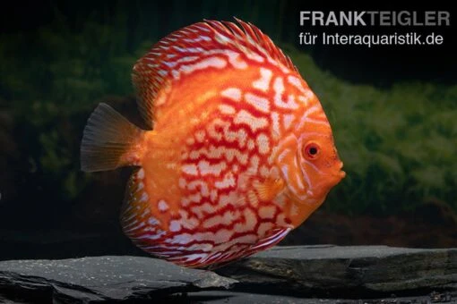 Diskusfisch ASIA-NZ, Symphysodon Discus Red Stone (Fire Stone) -Aquatlantis Verkauf Symphysodon aequifasciatus Red Stone