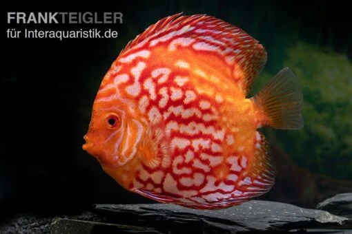 Diskusfisch ASIA-NZ, Symphysodon Discus Red Stone (Fire Stone) -Aquatlantis Verkauf Symphysodon aequifasciatus redstone