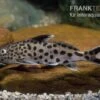 Vielpunkt-Kuckuckswels, Synodontis Multipunctatus -Aquatlantis Verkauf Synodontis multipunctatus