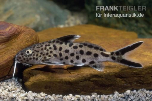 Vielpunkt-Kuckuckswels, Synodontis Multipunctatus -Aquatlantis Verkauf Synodontis multipunctatus