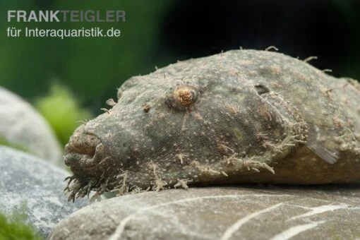 Fetzenkugelfisch, Tetraodon Baileyi (Rarität) -Aquatlantis Verkauf Tetraodon baileyi 9