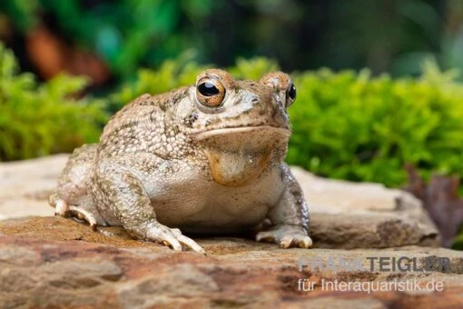 Texaskröte, Anaxyrus Speciosus -Aquatlantis Verkauf Texaskroete Anaxyrus speciosus 1