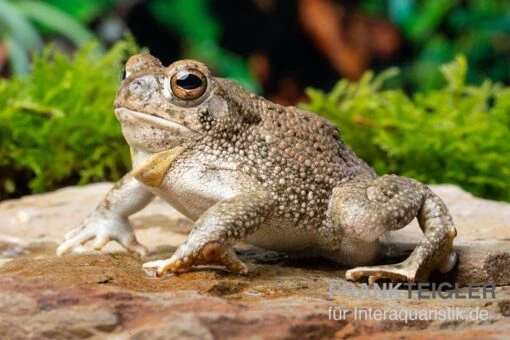 Texaskröte, Anaxyrus Speciosus -Aquatlantis Verkauf Texaskroete Anaxyrus speciosus 2