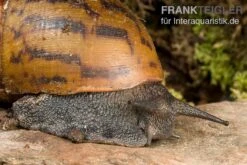 Tiger-Achatschnecke, Achatina Achatina -Aquatlantis Verkauf Tiger Achatschnecke Achatina achatina