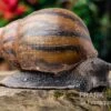 Tiger-Achatschnecke, Achatina Achatina -Aquatlantis Verkauf Tiger Achatschnecke Achatina achatina neu 1