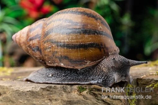 Tiger-Achatschnecke, Achatina Achatina -Aquatlantis Verkauf Tiger Achatschnecke Achatina achatina neu 1