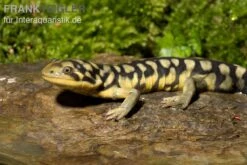 Tigersalamander, Ambystoma Tigrinum Tigrinum -Aquatlantis Verkauf Tigersalamander Ambystoma tigrinum tigrinum