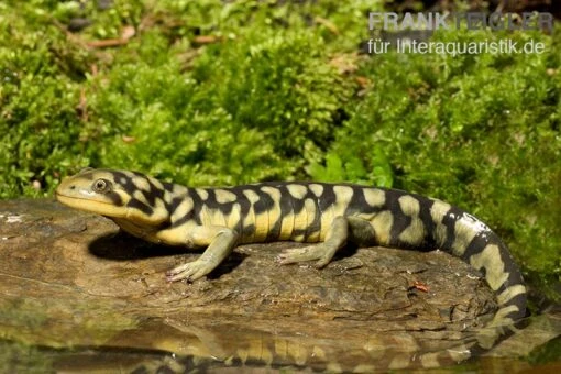 Tigersalamander, Ambystoma Tigrinum Tigrinum -Aquatlantis Verkauf Tigersalamander Ambystoma tigrinum tigrinum1