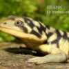 Tigersalamander, Ambystoma Tigrinum Tigrinum -Aquatlantis Verkauf Tigersalamander Ambystoma tigrinum tigrinum2