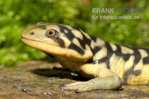 Tigersalamander, Ambystoma Tigrinum Tigrinum -Aquatlantis Verkauf Tigersalamander Ambystoma tigrinum tigrinum2