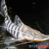 Tigerwels, Merodontotus Tigrinus -Aquatlantis Verkauf Tigerwels Merodontotus tigrinus