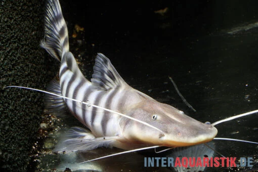 Tigerwels, Merodontotus Tigrinus -Aquatlantis Verkauf Tigerwels Merodontotus tigrinus