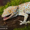 Tokeh, Gekko Gecko -Aquatlantis Verkauf Tokeh Gekko gecko 1