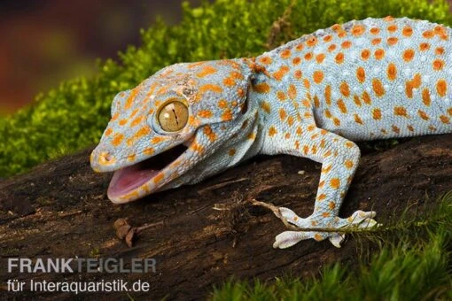 Tokeh, Gekko Gecko -Aquatlantis Verkauf Tokeh Gekko gecko 1