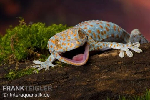 Tokeh, Gekko Gecko -Aquatlantis Verkauf Tokeh Gekko gecko 2