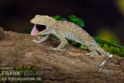 Tokeh, Gekko Gecko -Aquatlantis Verkauf Tokeh Gekko gecko 3