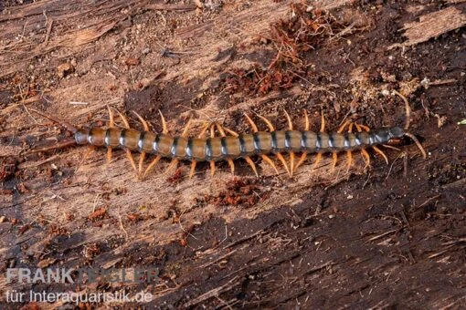 Trigonopodus-Hundertfüßer, Ethmostigmus Trigonopodus Niger -Aquatlantis Verkauf Trigonopodus Hunderfuesser Ethmostigmus trigonopodus Niger Skolopender 1