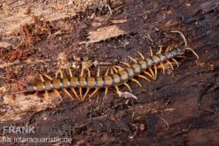 Trigonopodus-Hundertfüßer, Ethmostigmus Trigonopodus Niger -Aquatlantis Verkauf Trigonopodus Hunderfuesser Ethmostigmus trigonopodus Niger Skolopender 2