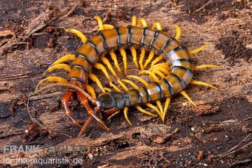 Trigonopodus-Hundertfüßer, Ethmostigmus Trigonopodus Niger -Aquatlantis Verkauf Trigonopodus Hunderfuesser Ethmostigmus trigonopodus Niger Skolopender 3