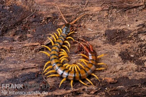 Trigonopodus-Hundertfüßer, Ethmostigmus Trigonopodus Niger -Aquatlantis Verkauf Trigonopodus Hunderfuesser Ethmostigmus trigonopodus Niger Skolopender 4