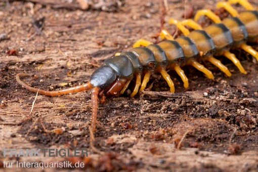 Trigonopodus-Hundertfüßer, Ethmostigmus Trigonopodus Niger -Aquatlantis Verkauf Trigonopodus Hunderfuesser Ethmostigmus trigonopodus Niger Skolopender 5