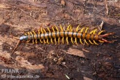 Trigonopodus-Hundertfüßer, Ethmostigmus Trigonopodus Niger -Aquatlantis Verkauf Trigonopodus Hunderfuesser Ethmostigmus trigonopodus Niger Skolopender 6