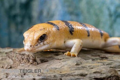 Tunesischer Nachtskink, Scincopus Fasciatus -Aquatlantis Verkauf Tunesischer Nachtskink Scincopus fasciatus 2