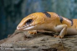 Tunesischer Nachtskink, Scincopus Fasciatus -Aquatlantis Verkauf Tunesischer Nachtskink Scincopus fasciatus 6