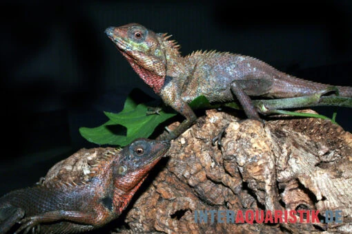 Waldgarteneidechse, Calotes Emma -Aquatlantis Verkauf Waldgarteneidechse Calotes emma1