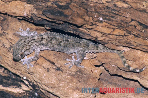 Weißpunktmauergecko, Tarentola Annularis -Aquatlantis Verkauf Weisspunktmauergecko Tarentola annularis 1