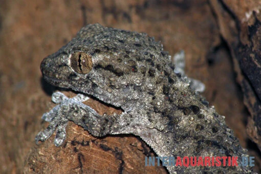 Weißpunktmauergecko, Tarentola Annularis -Aquatlantis Verkauf Weisspunktmauergecko Tarentola annularis 2