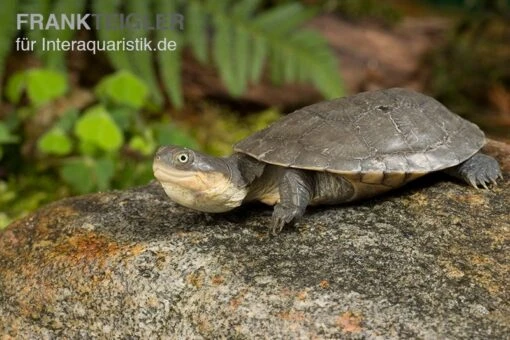 Westafrikanische Klappbrust-Pelomedusenschildkröte, Pelusio Castaneus -Aquatlantis Verkauf Westafrikanische Klappbrust Pelomedusenschildkroete Pelusio castaneus