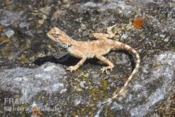 Wüstenagame, Agama Mutabilis -Aquatlantis Verkauf Wuestenagame Agama mutabilis