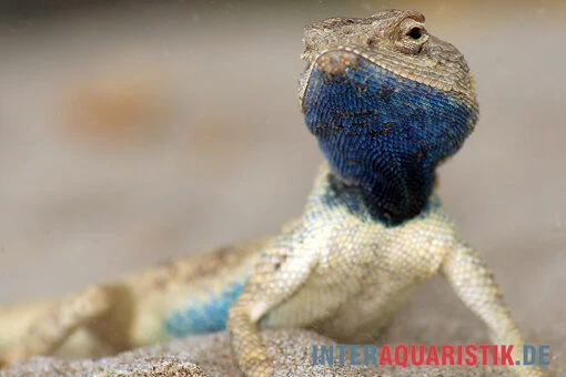 Wüstenagame, Agama Mutabilis -Aquatlantis Verkauf Wuestenagame Agama mutabilis neu farbe jpg