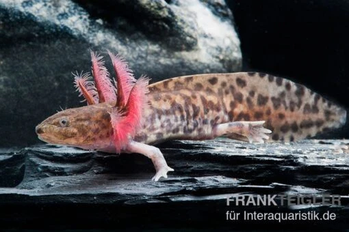 Anderson Querzahnmolch, Ambystoma Andersoni -Aquatlantis Verkauf querzahnmolch Ambystoma andersoni