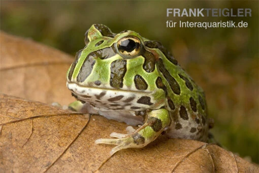 Pacman-Frog, Schmuckhornfrosch, Ceratophrys Cranwelli -Aquatlantis Verkauf schmuckhornfrosch pacman frog